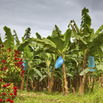 Banana plantation