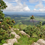 Biodiversity escarpment