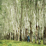 Biodiversity trees