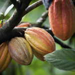 Cocoa pods