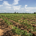 Crops in field