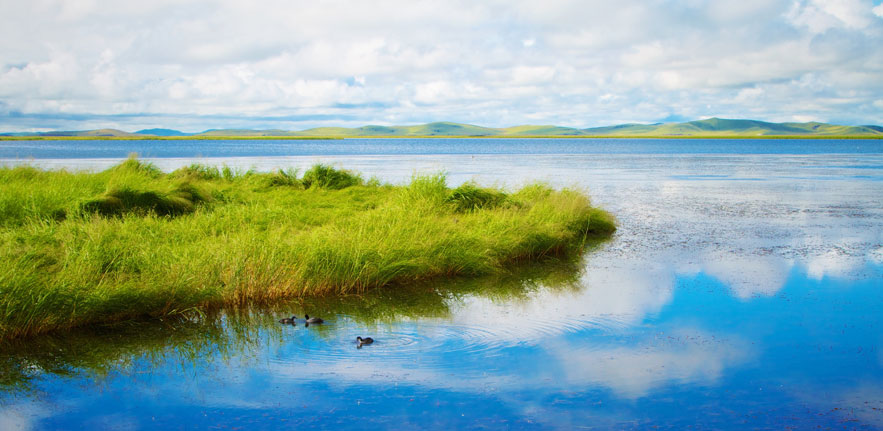 Lake ducks