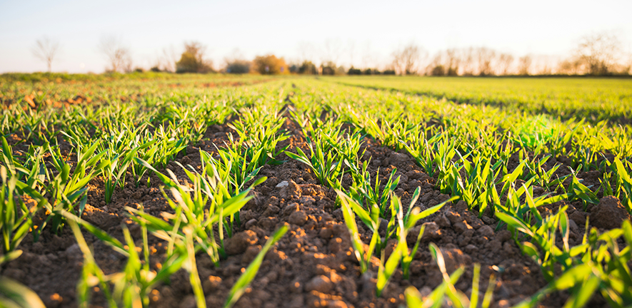  Golden hour and fresh field - spring time