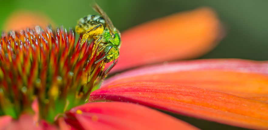 Pollination Pollination