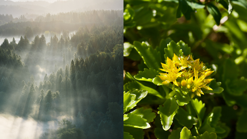 Forest image