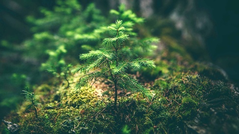 Young evergreen tree growing on a moss-covered forest floor, representing biodiversity, forest restoration, climate resilience and sustainable natural ecosystems.