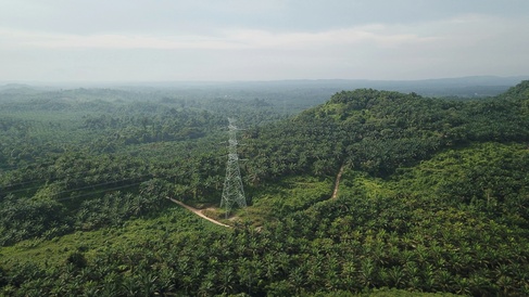 Palm oil plantation