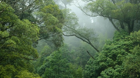 Rainforest scene