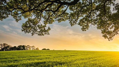 A wide green field stretches toward a distant line of trees under a warm golden sky, likely at sunrise or sunset. Large overhanging branches with dense leaves frame the top of the scene, creating a peaceful, natural canopy.