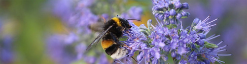 Bumble bee