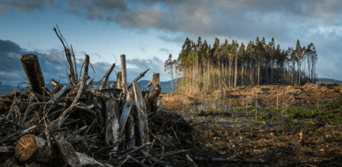 Climate change - Deforestation