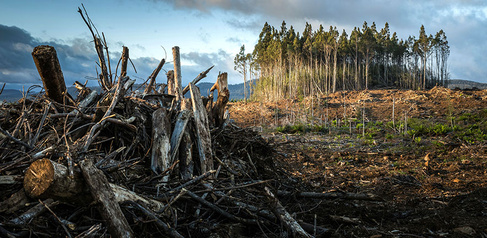 Cleared forest landscape with large piles of felled tree trunks and branches in the foreground, and a small remaining stand of tall trees in the background under a cloudy sky.