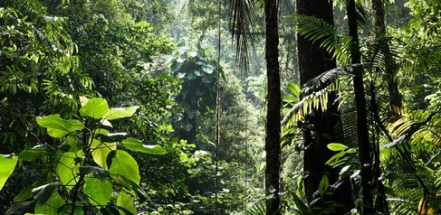 Rainforest scene in Costa Rica