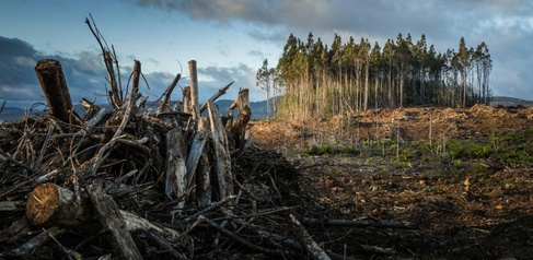 Trees being felled