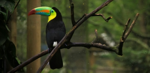 Keel-billed toucan - bird with large, brightly-coloured beak in forest setting