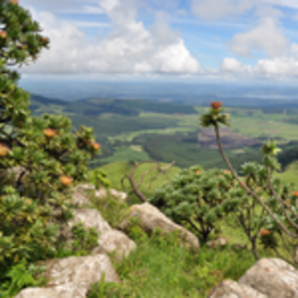 Biodiversity escarpment
