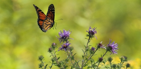 butterfly