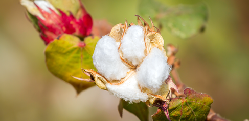 Cotton flower