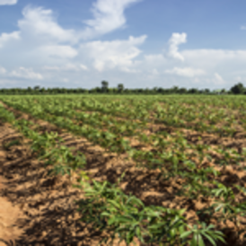 Crops in field