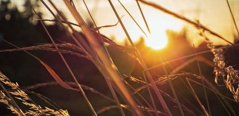 Grasses