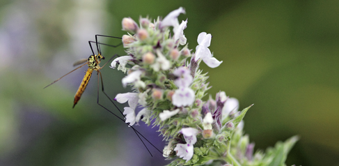 Insect on flower