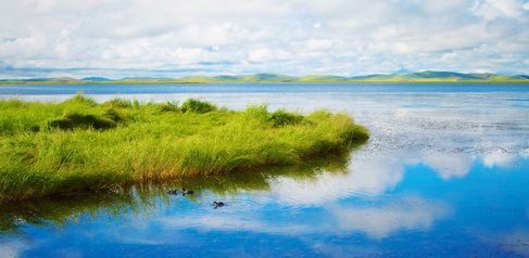 Lake ducks