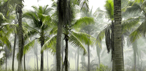 Palm trees