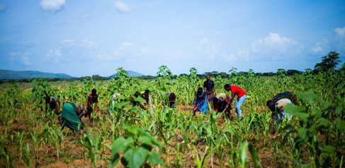 Tree planting