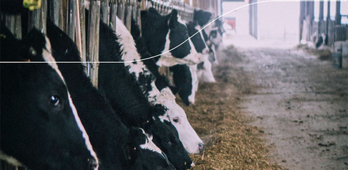 Methane, Markets and Food