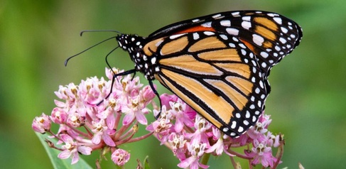 Orange and black monarch butterfly feeding on pink flowers