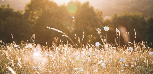 wildflower meadow
