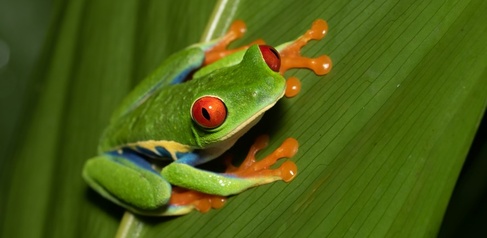 Red-eyed tree frog on green leaf