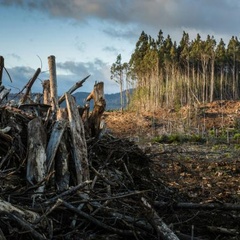 Trees being felled