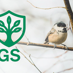 A small bird with a light brown body and a black‑and‑white head pattern perches on a thin branch, with bare branches behind it. A green shield‑shaped emblem with a stylised tree and the letters “GS” appears to the left of the bird.