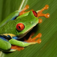Red-eyed tree frog on green leaf
