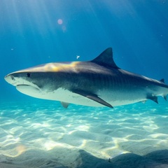 Tiger shark swimming underwater, with sunlight filtering through onto sandy seabed