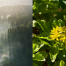 Forest image