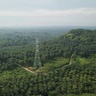 Palm oil plantation
