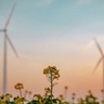 Wind turbines in the backgound of yellow flowers 