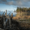 Climate change - Deforestation