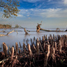 A mangrove swamp with clusters of upright aerial roots in the foreground, calm shallow water stretching into the distance, and several dead or fallen trees lying across the shoreline under a bright blue sky.