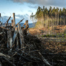 Cleared forest landscape with large piles of felled tree trunks and branches in the foreground, and a small remaining stand of tall trees in the background under a cloudy sky.