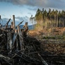 Trees being felled