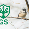 A small bird with a light brown body and a black‑and‑white head pattern perches on a thin branch, with bare branches behind it. A green shield‑shaped emblem with a stylised tree and the letters “GS” appears to the left of the bird.