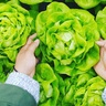The key role of food systems in biodiversity restoration