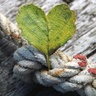 Knot in rope with leaf trapped. Photo by Kranich17 from Pixabay