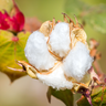 Cotton flower