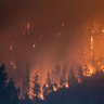 Forest fire