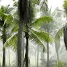 Palm trees