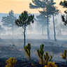 Pine forest burnt by forest fire
